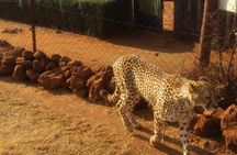 Half-Day Tour to Rhino And Lion Reserve in Krugersdorp