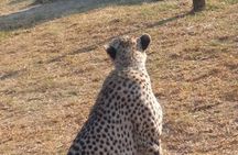 Half-Day Tour to Rhino And Lion Reserve in Krugersdorp