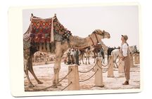 Pyramids of Giza and the Egyptian Museum Trip