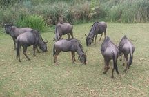 Captivating Safari Lion Park Experience (Half Day Guided Tour)