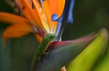 Kuilau Ridge Hike and Nature Scavenger Hunt