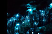 Blue Mountains Hiking Glow worms Cave Wildlife Spotlighting Night Adventure 