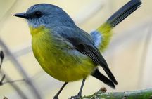 Small-Group Half-Day Birdwatching Tour in Sydney
