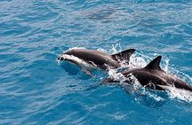 Guaranteed Dolphin Sighting Tour on Tropics Boat Tours