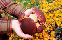 Mushroom Hunting in a National Park