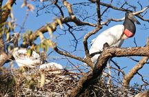 Palo Verde National Park Boat Tour