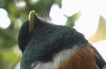 Monteverde Cloud Forest Tour 