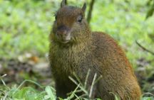 Monteverde Cloud Forest Tour