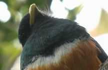  Curi-cancha Bird-Watching tour semi private 