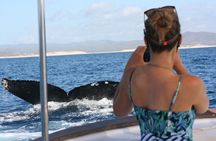 Private Whale Watching in San José del Cabo 