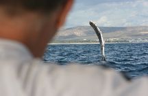Whale Watching Group Tour in San Jose del Cabo