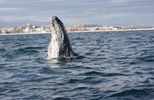 Whale Watching Group Tour in San Jose del Cabo