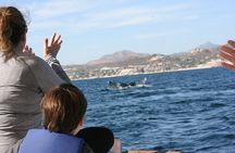 Private Whale Watching in San José del Cabo 
