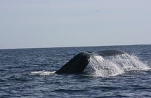 Private Whale Watching in San José del Cabo 