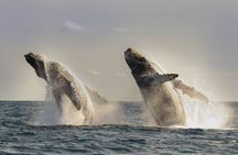Private Whale Watching in San José del Cabo 