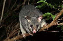 Small Group Kangaroo Island Evening and Night Tour