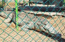 Wild & Free: Lagoon Boat, Beach Horseback, Crocs & Turtle Release