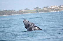 Whale Watching and Snorkeling in Marietas Islands National Park