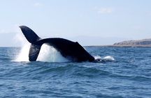 Whale Watching and Snorkeling in Marietas Islands National Park