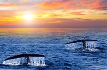 San Jose del Cabo Small-Group Sunrise Whale Watching