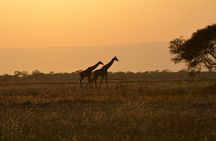 4 Days Tanzania Lodge Safari With Two Nights at Serengeti