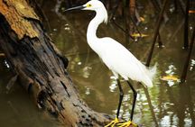 Mangrove Guided Tour