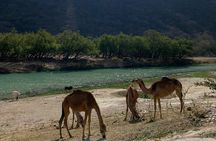 Private Full-Day East Oman Tour from Salalah with Lunch