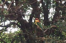 Full day Safari - Yala National Park - 04.30 am to 06.00 pm with - Janaka safari