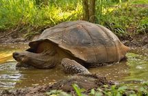 Galapagos- Santa Cruz Explorer 4 days 