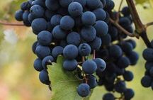 Farm-to-Table Experience: Olive Oil, Garden Tour & Nonna’s Lunch