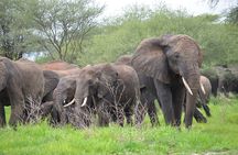 5days Tanzania Safari lodge and camping Serengeti, Tarangire & Ngorongoro Crater