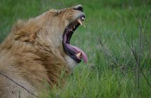 3Days Safari to Tarangire Ngorongoro and manyara lodge safari 