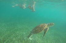Private Tour: Akumal Marine Turtle Snorkeling from Cozumel