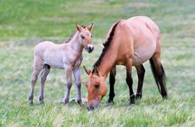 Private 3-Day Tour of National Parks From Ulaanbaatar