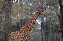 2 Days Safari to Tarangire & Lake Manyara