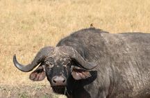 2 Days Safari to Tarangire & Lake Manyara