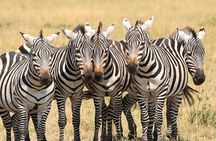 1-Day Safari-Trip to Tarangire National Park