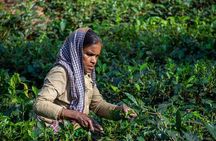 3 Days Teagarden and Rainforest Tour in Sreemangal