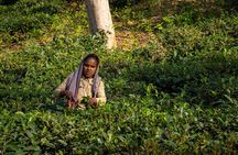 3 Days Teagarden and Rainforest Tour in Sreemangal