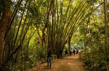 3 Days Teagarden and Rainforest Tour in Sreemangal