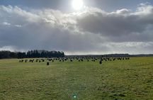 Bath&Beyond: (Full Day)Driver-Guided-Salisbury/Sarum/Stonehenge