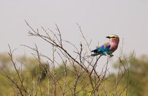 1-Day Safari-Trip to Tarangire National Park