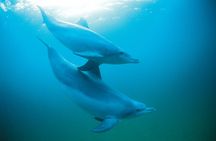 Full-Day Penguin Island & Mandurah Canal Cruise