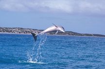 Half-Day Mandurah Canals & Dolphin Watch Tour