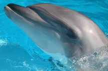 Half-Day Mandurah Canals & Dolphin Watch Tour