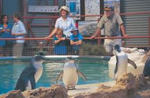 Full-Day Penguin Island & Mandurah Canal Cruise