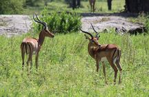 4-Day Safari in Tarangire, Serengeti & Ngorongoro (Mid-range)