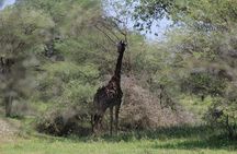 4-Day Safari in Tarangire, Serengeti & Ngorongoro (Mid-range)
