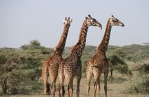 2-Day Safari Tour to Tarangire & Ngorongoro Crater (Mid-range)