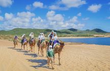 Beach Camel Ride & Encounter in Cabo 